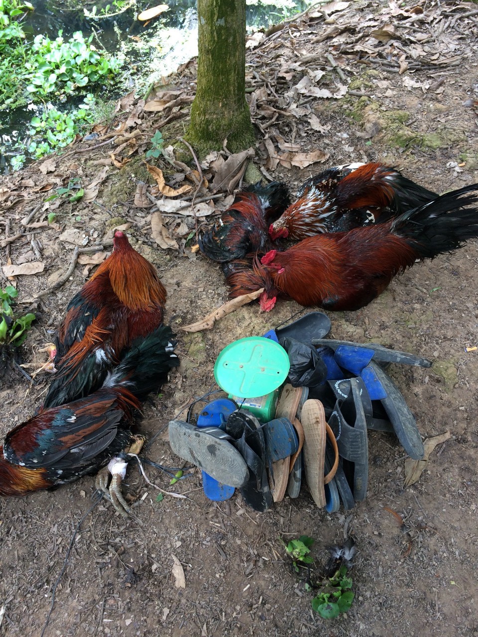 Công an huyện Đông Hải vừa đột kích triệt phá trường gà